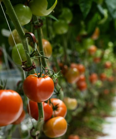 zdjęcie ogrodu z pomidorami