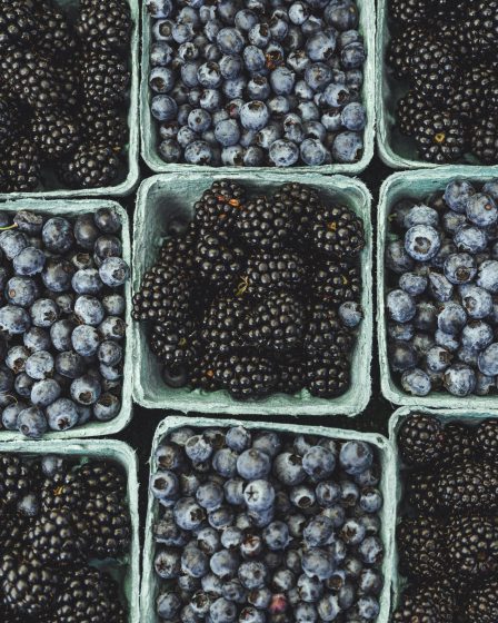 zdjęcie borówek i jeżyny