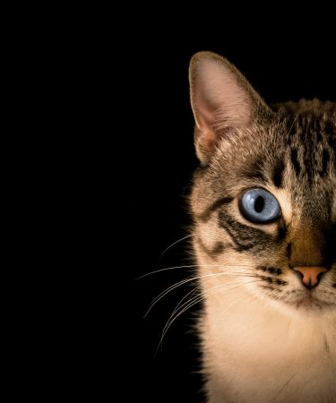 zdjęcie kota na czarnym tle