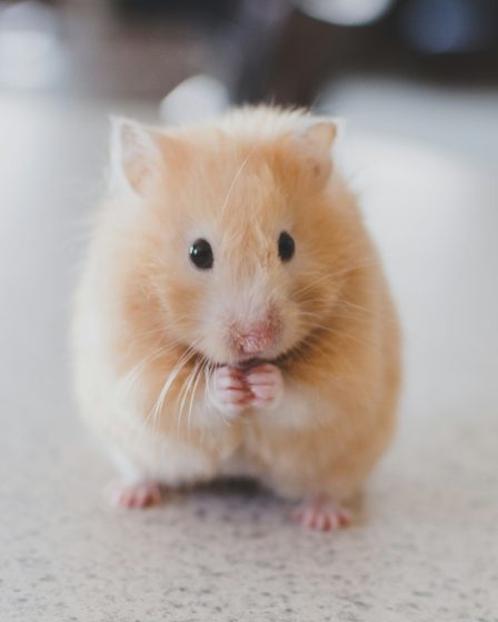 zdjecie rudego chomika